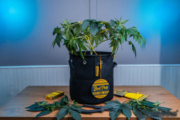 Cannabis plant in a black Bud Pots fabric container, surrounded by BudTrainer products and tools on a wooden table, including pruning scissors and trimmed leaves, set against a blue-lit background with the BudTrainer logo on the container tag.