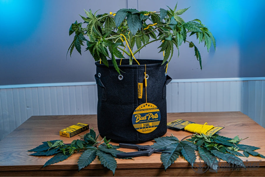 Black fabric pot labeled ‘Bud Pots’ in a 3-gallon size, containing a leafy green plant. The pot is secured with yellow garden ties, and additional gardening tools, including a yellow spool of wire and plant trimmings, are scattered on the wooden table around it. The background features soft blue lighting, adding to the indoor horticultural setting.