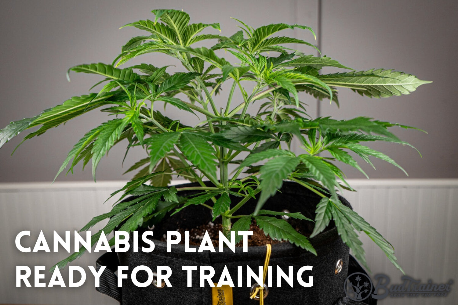 A healthy cannabis plant with lush green leaves growing in a fabric pot, labeled ‘Cannabis Plant Ready for Training,’ with the BudTrainer logo in the bottom right corner.