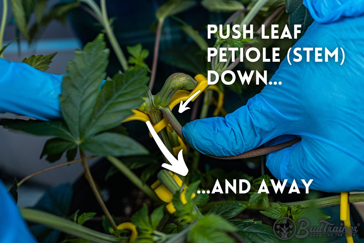 Blue-gloved hands training a cannabis plant using yellow bud clips, pushing the leaf petiole (stem) down and away. The text overlay guides, “Push leaf petiole (stem) down…and away,” demonstrating the training technique against a backdrop of lush, green foliage.