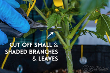Blue-gloved hands using pruning shears to cut small and shaded branches and leaves from a cannabis plant. The text overlay reads “Cut off small & shaded branches & leaves,” demonstrating the trimming technique. The backdrop includes a sturdy plant stem, yellow training clips, and a grommet in a grow bag, emphasizing proper plant care practices.