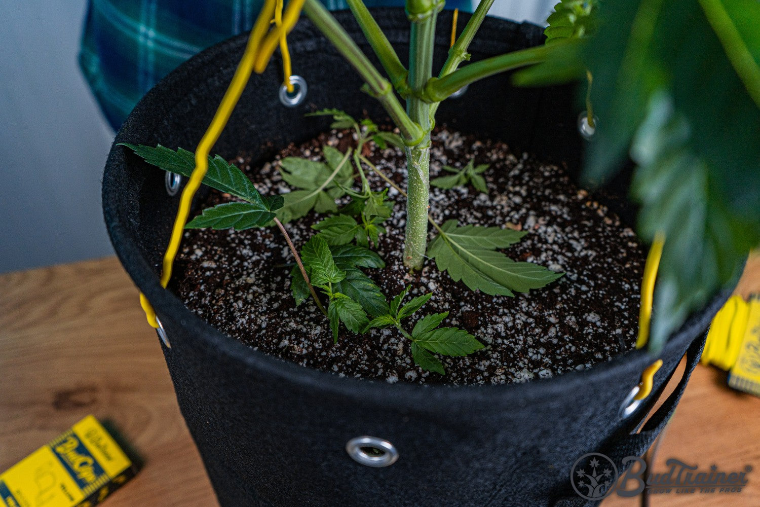 Pruned leaves and branches from a cannabis plant are scattered on the soil surface inside a black fabric grow bag. Yellow plant training wires and the main plant stem are visible, showing the results of trimming small and shaded parts to promote healthier growth. A box of BudTrainer accessories is partially visible on the wooden table next to the grow bag.