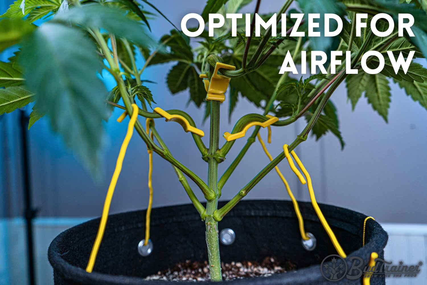 The image shows a cannabis plant being trained using yellow bud clips and wires, with the goal of optimizing airflow around the plant. The main stem is visible, with several branches spread out and held in place by the clips and wires, creating a more open structure to allow better air circulation. The text overlay “Optimized for Airflow” emphasizes the purpose of this training technique.
