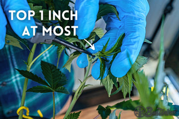 The image shows a close-up of a person wearing blue gloves, using a pair of scissors to top a cannabis plant. The text overlay "Top 1 inch at most" indicates that the person is carefully cutting the top of the plant to promote better growth. Topping is a technique used to encourage bushier growth and more flowering sites by cutting the main stem. The plant appears healthy, with vibrant green leaves.