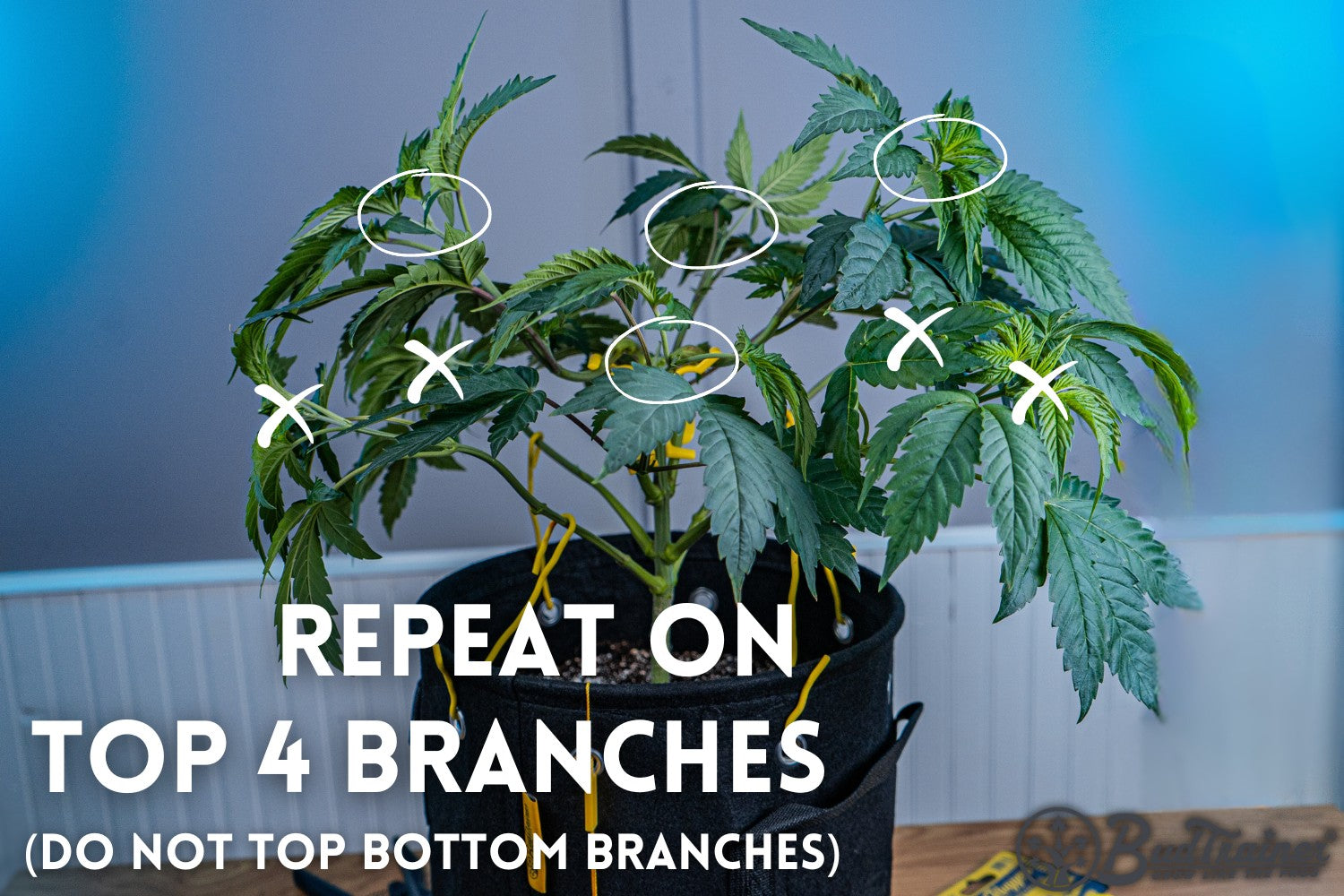 For the next step, the topping process should be repeated on the top four branches of the cannabis plant. It’s important to avoid topping the bottom branches. This selective topping encourages the plant to develop multiple main colas, promoting better light distribution and potentially increasing yields. The branches to be topped are indicated, ensuring precise and consistent application of the technique.