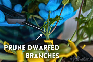 Person in blue gloves using scissors to prune dwarfed branches of a cannabis plant, with a yellow bud clip visible on the main stem.