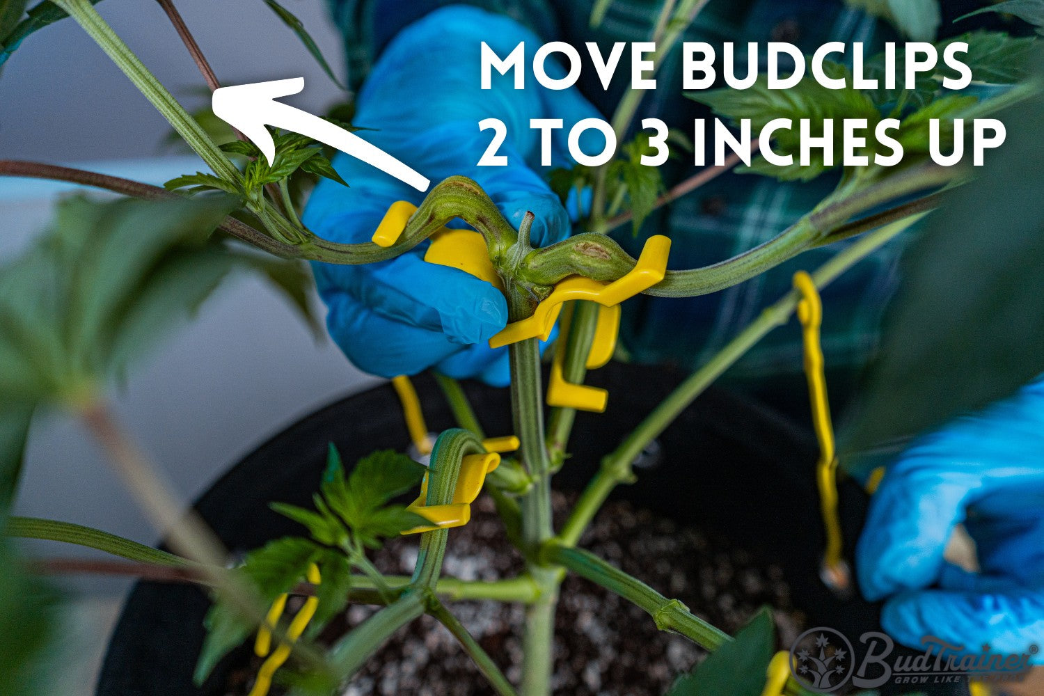 A cannabis plant with a gloved hand moving a yellow BudClip 2 to 3 inches up the branch. The text reads, “MOVE BUDCLIPS 2 TO 3 INCHES UP” with an arrow pointing to the new position.