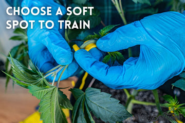 A gloved hand choosing a soft spot to train a cannabis branch with a yellow BudClip. The text reads, “CHOOSE A SOFT SPOT TO TRAIN.”