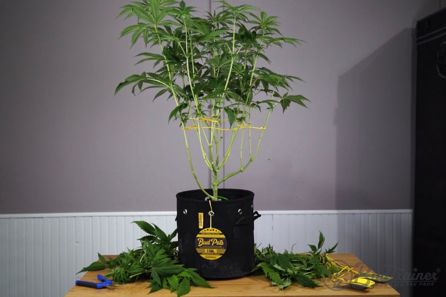 A tall plant growing in a black fabric pot labeled ‘Bud Pots’ with a 3-gallon capacity. The plant is supported by yellow garden ties attached to the pot. The pot sits on a wooden table with trimmed leaves and gardening tools scattered around. The background is a plain indoor wall, creating a controlled growing environment.