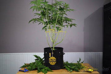 A tall plant growing in a black fabric pot labeled ‘Bud Pots’ with a 3-gallon capacity. The plant is supported by yellow garden ties attached to the pot. The pot sits on a wooden table with trimmed leaves and gardening tools scattered around. The background is a plain indoor wall, creating a controlled growing environment.