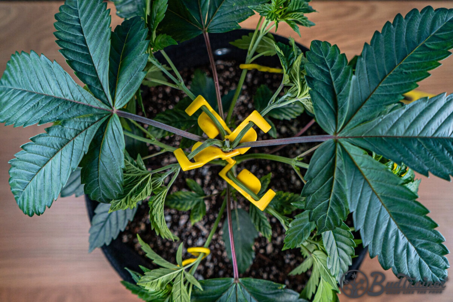 A healthy cannabis plant with lush green leaves growing in a fabric pot, labeled ‘Cannabis Plant Ready for Training,’ with the BudTrainer logo in the bottom right corner.