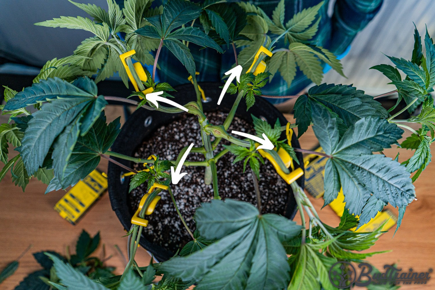A top view of a cannabis plant in a black fabric pot, with several branches secured using yellow BudClips. Arrows indicate the positions where the BudClips are attached to the branches, guiding their growth. The plant's leaves are green and healthy, and the soil in the pot is covered with white perlite for aeration. Packaging for the BudClips is visible on the table beside the pot.