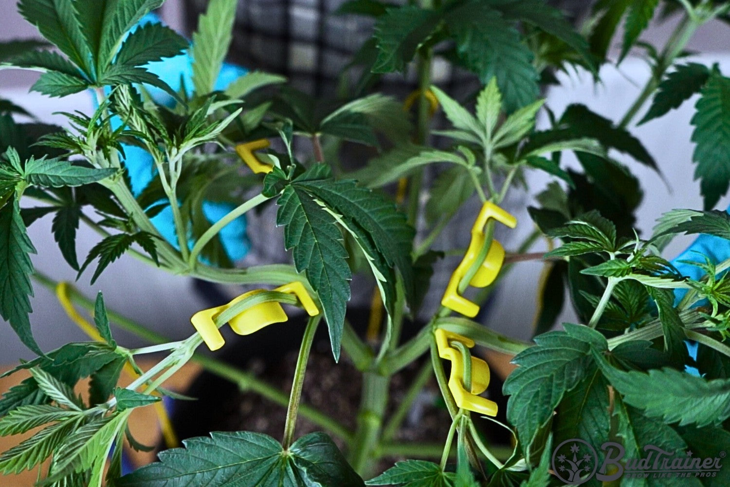 A close-up view of a cannabis plant with several branches secured using yellow BudClips. The branches are being gently trained to grow outward, and the plant’s leaves are green and healthy. The background shows a person wearing blue gloves, indicating they are carefully handling the plant. The training clips are attached to different parts of the branches, guiding their growth direction.