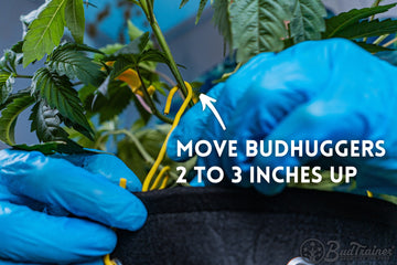 A person wearing blue gloves carefully moves a yellow BudHugger clip upwards on a cannabis plant. The text on the image instructs to "Move BudHuggers 2 to 3 inches up." The background shows green leaves of the plant, emphasizing the training process being undertaken to optimize growth.
