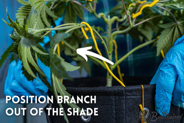 A person in blue gloves adjusts a yellow training clip on a cannabis plant, positioning the branch to ensure it is out of the shade. The text instructs to "Position branch out of the shade," highlighting the importance of proper light exposure for the plant's growth. The background features green leaves and the edge of a black fabric pot.