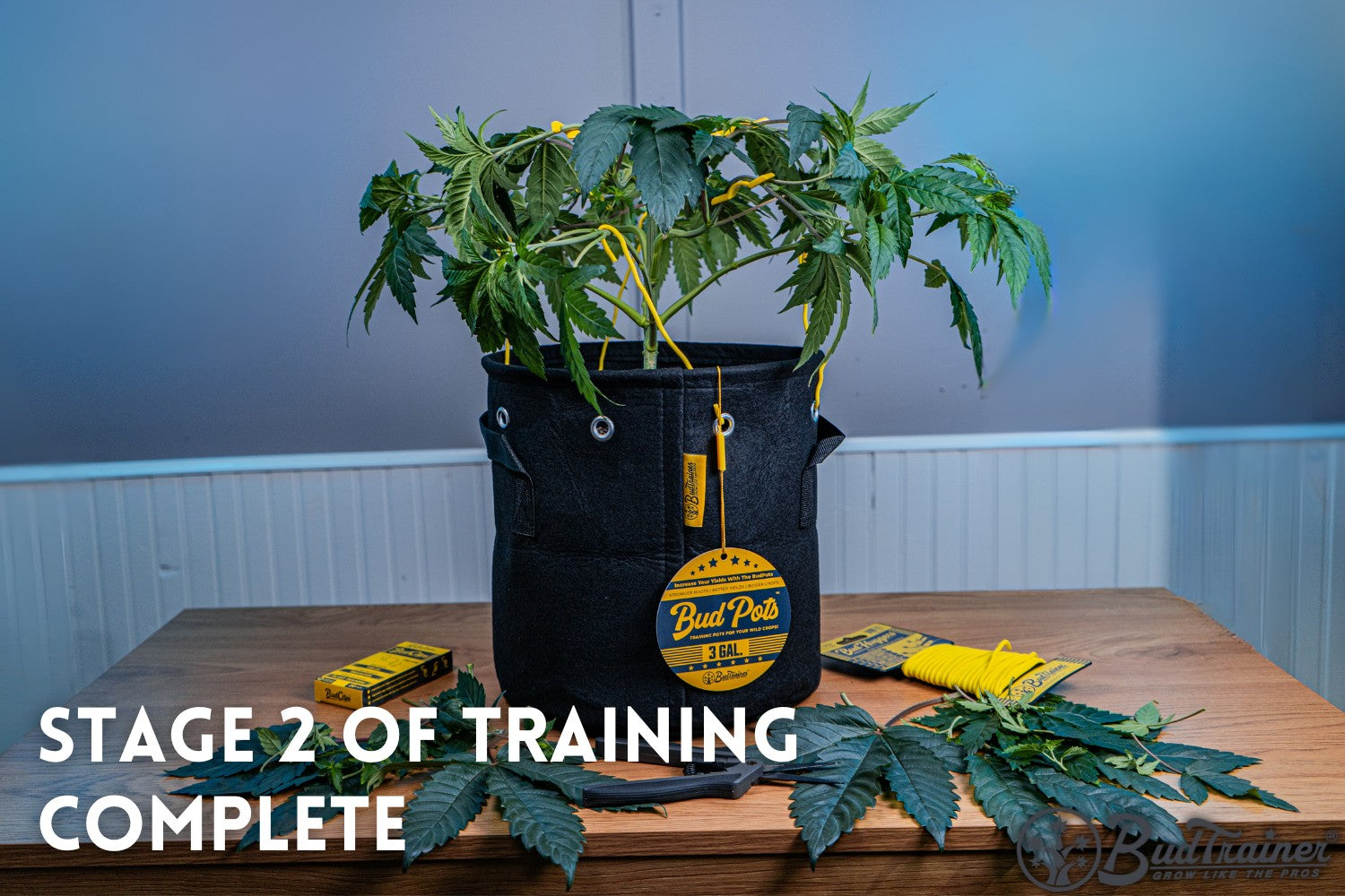 A well-trained cannabis plant sits in a black fabric pot with yellow training clips attached to its branches. The pot is labeled “Bud Pots 3 GAL,” and the scene is set on a wooden table with tools and packaging visible. The background features a blue gradient wall. The text “Stage 2 of Training Complete” indicates the progression of the plant training process.