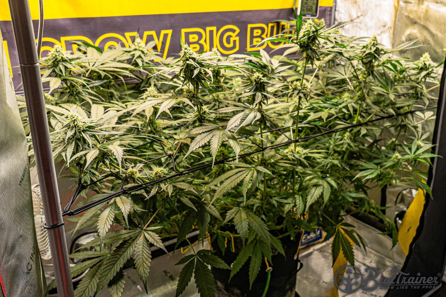 Indoor cannabis plants are supported by a trellis net and grow under artificial lighting. The plants are healthy and covered with green leaves, with a yellow sign in the background that reads ‘GROW BIG BUDS.'