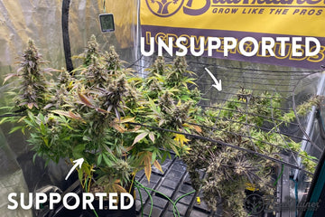 A grow tent contains two cannabis plants under the "BudTrainer" brand banner. The left plant, labeled "Supported," is upright and flourishing with visible support mechanisms. The right plant, labeled "Unsupported," is leaning and less structured, demonstrating the contrast in growth support. A digital thermometer displays a temperature of 20.1°C and humidity of 58%.