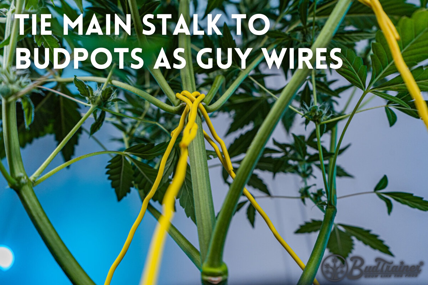 cannabis plant stalk supported by BudHuggers from BudTrainer. The yellow BudHuggers are securely wrapped around the main stalk and branches, providing stability and support to the plant. This helps ensure the plant remains upright and evenly distributed, promoting optimal growth and airflow around the plant structure. 