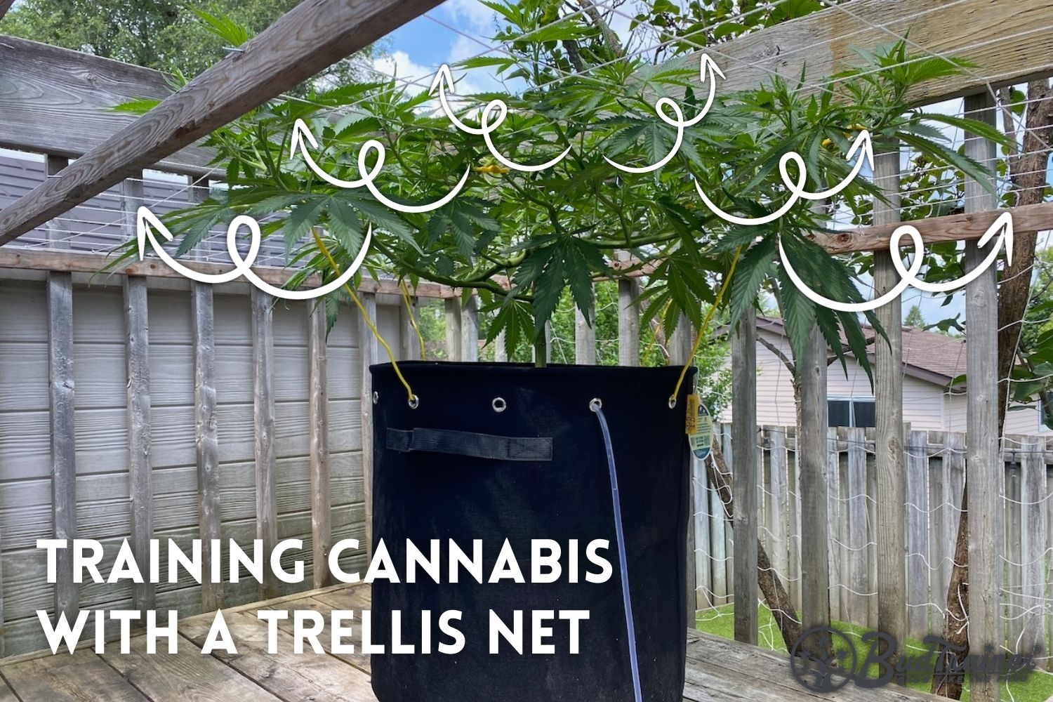 A cannabis plant in a black fabric pot is trained using a trellis net on an outdoor wooden deck. White arrows indicate the training direction of the branches through the trellis net.