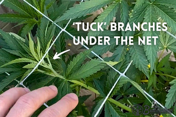 A close-up of a hand tucking a cannabis branch under a trellis net. The net is used to train the branches for better growth and structure.