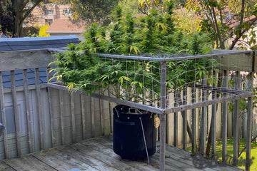 A large cannabis plant growing in a black fabric pot is supported by a wooden trellis net structure on an outdoor deck. The trellis net helps to train the branches for optimal growth and structure.