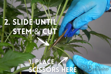 Close-up of a person wearing blue gloves using small pruning scissors to trim a plant stem. The image features instructional text overlay that reads, ‘1. Place scissors here’ with an arrow pointing to the base of the stem, and ‘2. Slide until stem & cut,’ with another arrow indicating the cutting motion. The BudTrainer logo is visible in the bottom right corner.