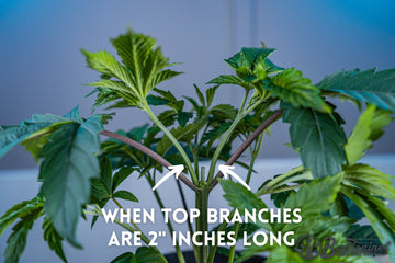 Cannabis plant with branches indicated by arrows and labeled text “When Top Branches Are 2” Inches Long,” showing optimal branch length for training, with the BudTrainer logo in the bottom right corner.
