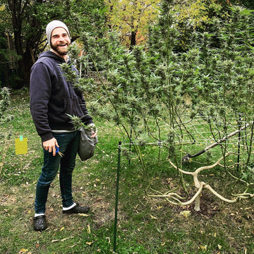 Henrique standing beside a cannabis plant grown outdoors and taller than him