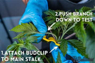 Person wearing blue gloves demonstrating the use of a yellow BudClip to train a cannabis plant branch, with labeled steps “1. Attach BudClip to Main Stalk” and “2. Push Branch Down to Test,” and the BudTrainer logo in the bottom right cor