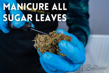 In this image, a person wearing blue gloves is holding a cannabis bud and using scissors to manicure the sugar leaves. The text on the image reads “MANICURE ALL SUGAR LEAVES,” indicating that this step involves carefully trimming the smaller, resin-covered sugar leaves around the bud to enhance its appearance and quality.