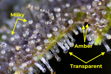 A magnified view of cannabis trichomes in different stages of development. The trichomes are labeled as ‘Milky,’ ‘Amber,’ and ‘Transparent,’ with yellow arrows pointing to each stage. The BudTrainer logo is visible in the bottom left corner.