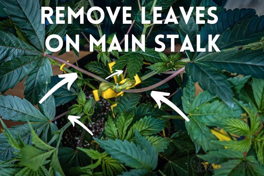 Top-down view of a plant with large green leaves, featuring yellow plant training clips along the main stem. The image includes instructional text that reads, ‘REMOVE LEAVES ON MAIN STALK,’ with arrows pointing to specific areas on the stem where leaves should be removed.