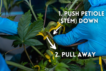 Close-up of a person wearing blue gloves adjusting a plant stem using yellow training clips. The image features instructional text reading, ‘1. PUSH PETIOLE (STEM) DOWN’ and ‘2. PULL AWAY,’ with arrows indicating the steps to train the plant. The surrounding green leaves and stem are clearly visible.