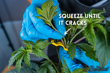 Person wearing blue gloves demonstrating how to squeeze a cannabis plant branch until it cracks, with the text “Squeeze Until It Cracks” and an arrow pointing to the branch, and the BudTrainer logo in the bottom right corner.
