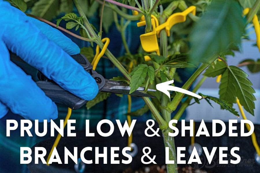 Close-up of a person wearing blue gloves using pruning shears to trim a low branch from a plant. Yellow training clips are visible on the plant stems. The image includes instructional text reading, ‘PRUNE LOW & SHADED BRANCHES & LEAVES,’ with an arrow pointing to the pruning area.