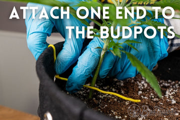 A person wearing blue gloves attaching a yellow plant tie to a young cannabis plant and securing it to the fabric Bud Pot for low-stress training (LST). The image is accompanied by text that reads ‘ATTACH ONE END TO THE BUDPOTS,’ demonstrating the first step in the training process.