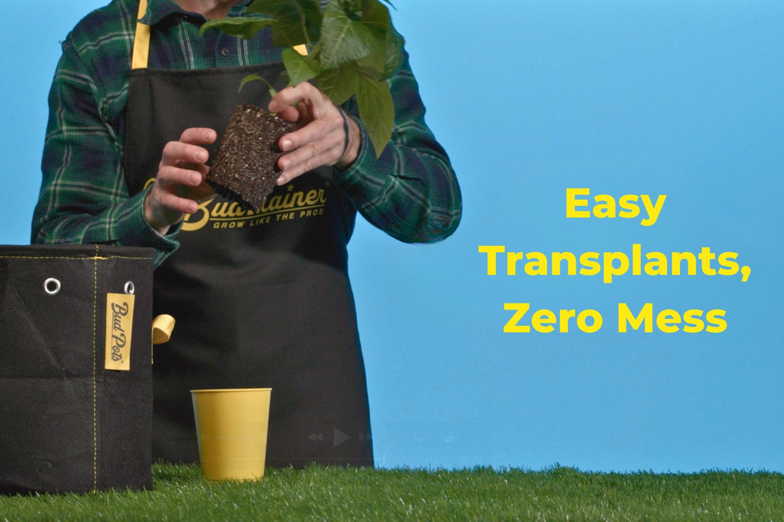 BudTrainer BudCups reusable yellow seed starter cup with young cannabis seedling and soil.