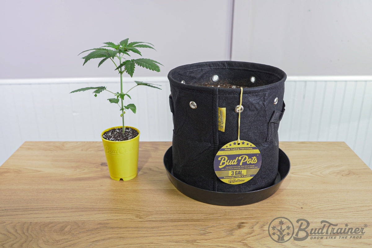 Image showing a young cannabis plant in a yellow BudCups container next to a larger black fabric BudPots container labeled '3 GAL' on a wooden table. The BudPots container has a tag hanging on it with product details and another smaller cannabis plant inside.