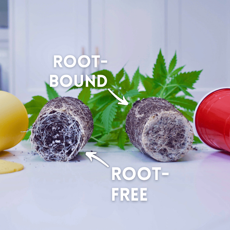 Image of the BudCups beside a root ball grown inside them, beside a red solo cup with a rootball grown inside them. The BudCups roots are much more free and the red solo cups more root-bound.