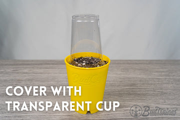 A clear plastic bottle cut in half and used as a makeshift greenhouse cover over a yellow BudCup filled with soil, set on a grey wood-textured surface against a soft white background.