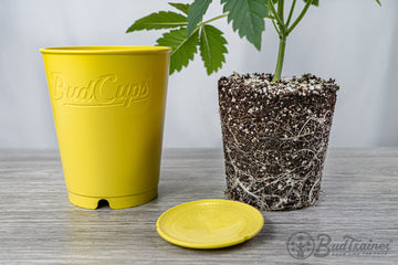 A cannabis plant with a dense network of white roots exposed next to an empty yellow BudCups container and its yellow lid, placed on a grey wood-textured surface against a soft white background.