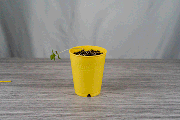 BudHuggers stop motion animation holding a seedling up inside the BudCups