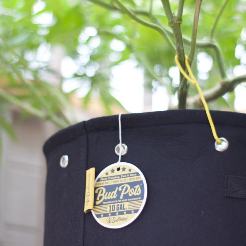 BudHuggers garden ties being used to train a cannabis plant on a mainlineshape inside a BudPot fabric training pot.