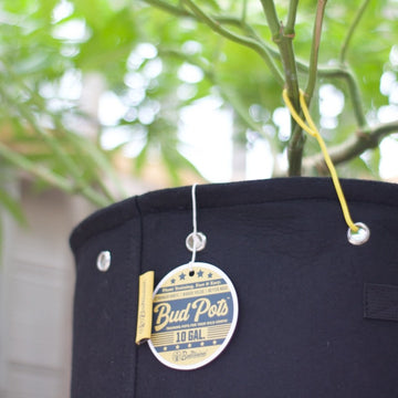 BudHuggers garden ties being used to train a cannabis plant on a mainlineshape inside a BudPot fabric training pot.