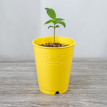 BudCups™ 4pk - Self-Draining, Easy-Transplanting 16oz Nursery Pots