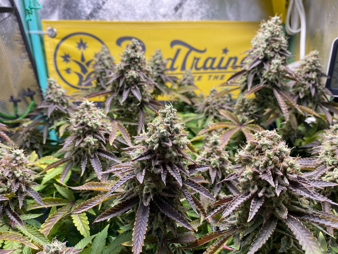 Mature cannabis flowers in bloom with BudTrainer banner in the background.