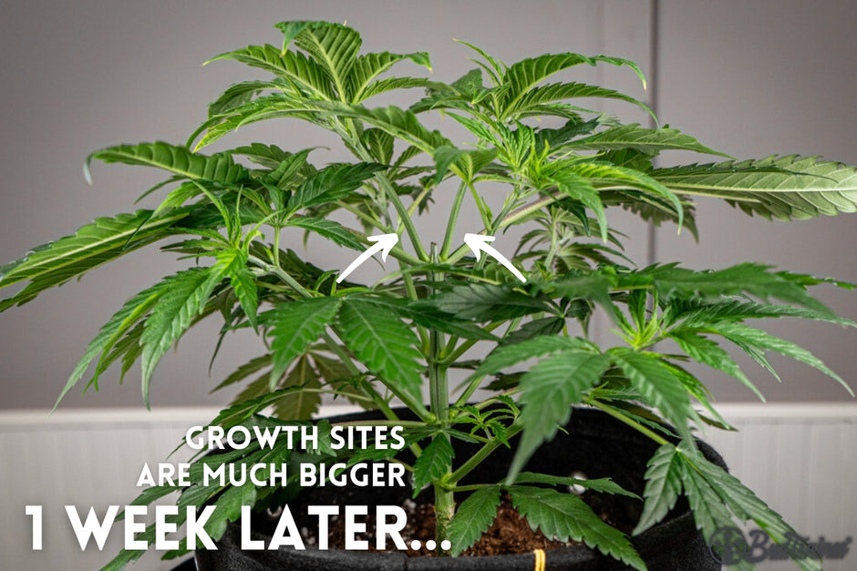 When To Top A Marijuana Plant The BudTrainer Methodâ„¢ Lesson #3: How to Top Cannabis Plants