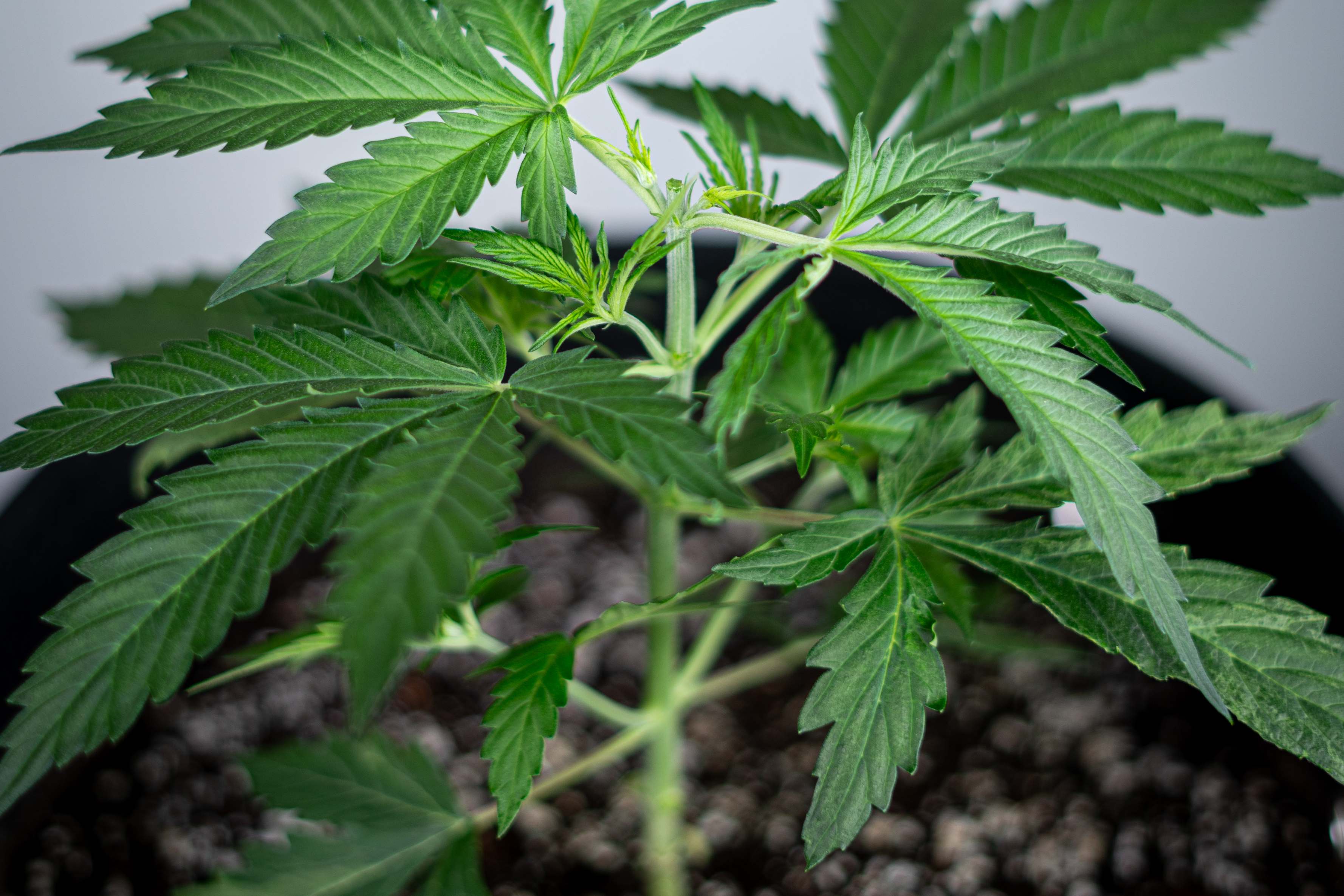When To Top A Marijuana Plant The BudTrainer Methodâ„¢ Lesson #3: How to Top Cannabis Plants