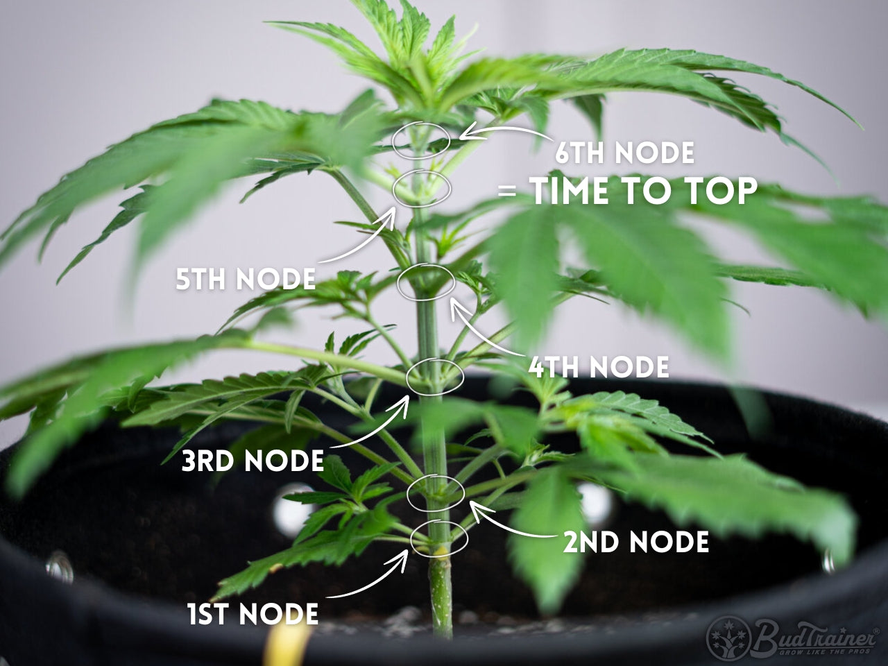 When To Top A Marijuana Plant The BudTrainer Methodâ„¢ Lesson #3: How to Top Cannabis Plants
